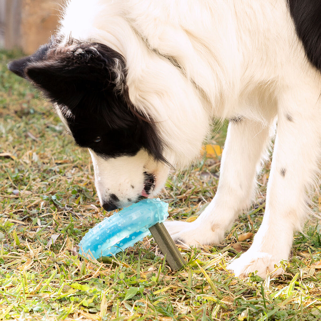 Hund kaut an einem Leckerli im kühlenden 2-in-1 Beißspielzeug